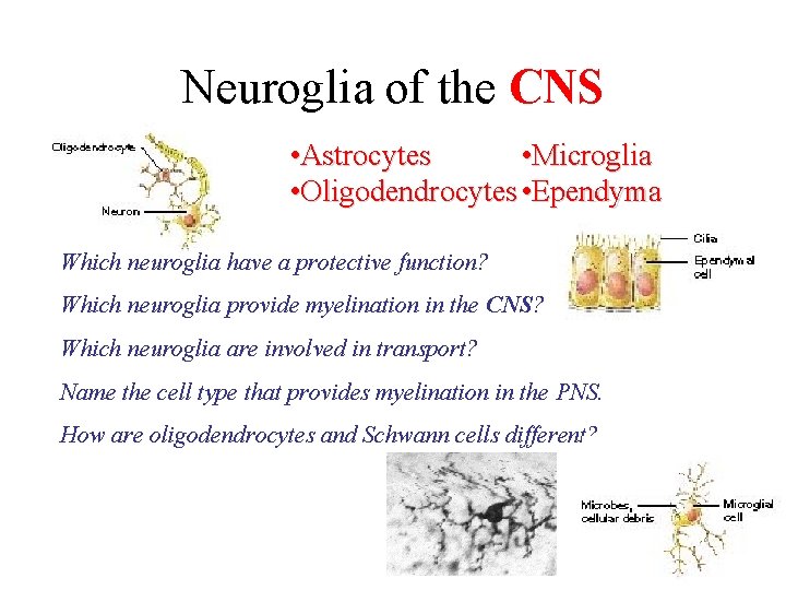 Neuroglia of the CNS • Astrocytes • Microglia • Oligodendrocytes • Ependyma Which neuroglia