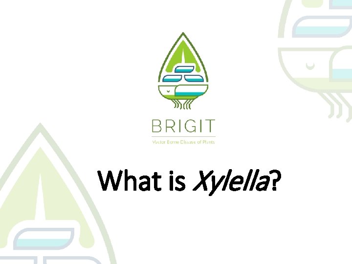 What is Xylella? 