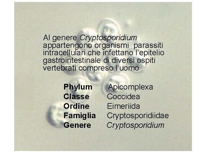 Al genere Cryptosporidium appartengono organismi parassiti intracellulari che infettano l’epitelio gastrointestinale di diversi ospiti