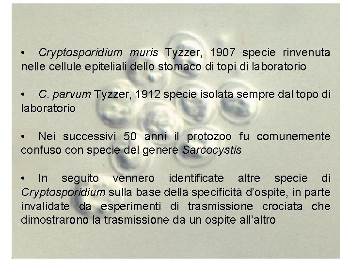  • Cryptosporidium muris Tyzzer, 1907 specie rinvenuta nelle cellule epiteliali dello stomaco di