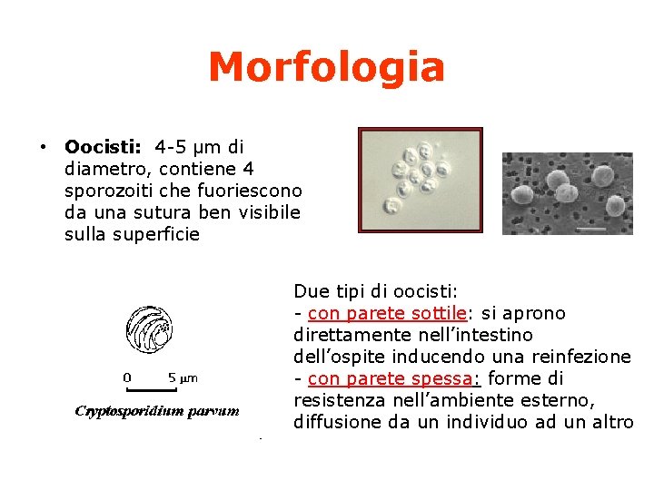 Morfologia • Oocisti: 4 -5 µm di diametro, contiene 4 sporozoiti che fuoriescono da