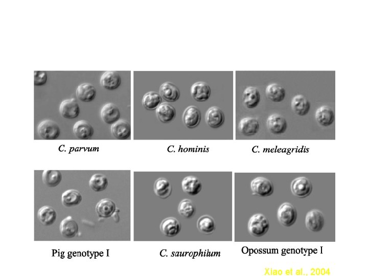 OOCISTI Xiao et al. , 2004 