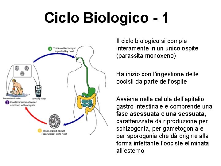 Ciclo Biologico - 1 Il ciclo biologico si compie interamente in un unico ospite