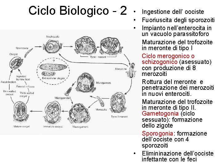 Ciclo Biologico - 2 • Ingestione dell’ oociste • Fuoriuscita degli sporozoiti • Impianto
