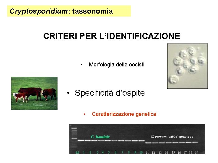 Cryptosporidium: tassonomia CRITERI PER L’IDENTIFICAZIONE • Morfologia delle oocisti • Specificità d’ospite • Caratterizzazione