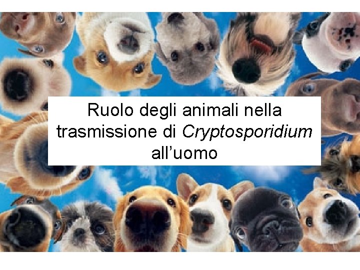 Ruolo degli animali nella trasmissione di Cryptosporidium all’uomo 