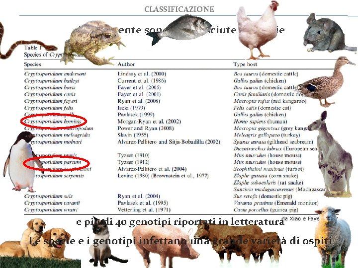CLASSIFICAZIONE Attualmente sono riconosciute 24 specie e più di 40 genotipi riportati in letteratura