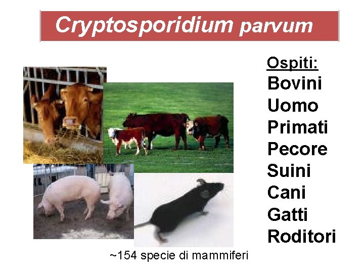 Cryptosporidium parvum Ospiti: Bovini Uomo Primati Pecore Suini Cani Gatti Roditori ~154 specie di