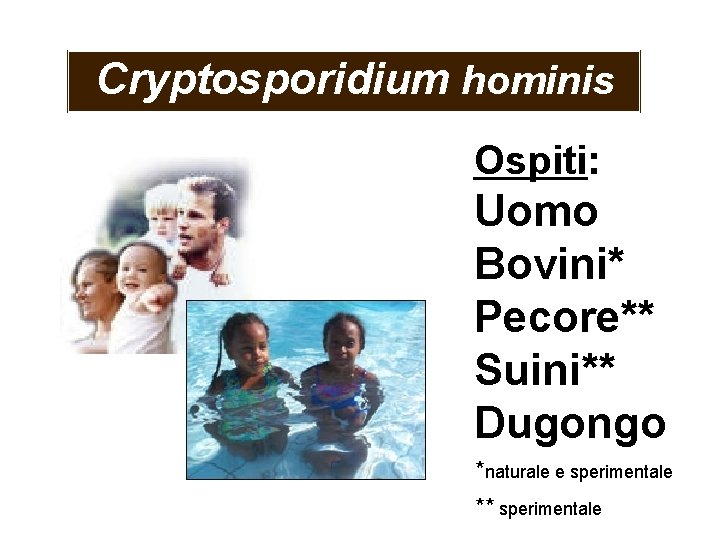 Cryptosporidium hominis Ospiti: Uomo Bovini* Pecore** Suini** Dugongo *naturale e sperimentale ** sperimentale 