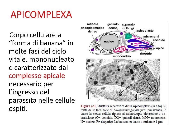 APICOMPLEXA Corpo cellulare a “forma di banana” in molte fasi del ciclo vitale, mononucleato