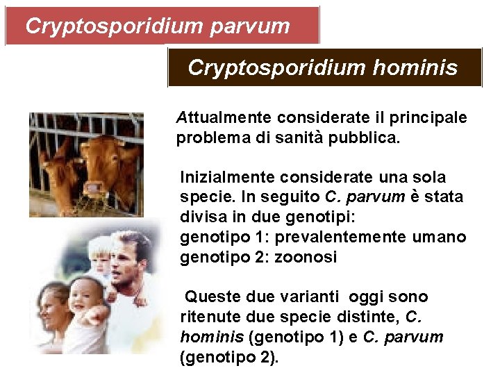 Cryptosporidium parvum Cryptosporidium hominis Attualmente considerate il principale problema di sanità pubblica. Inizialmente considerate