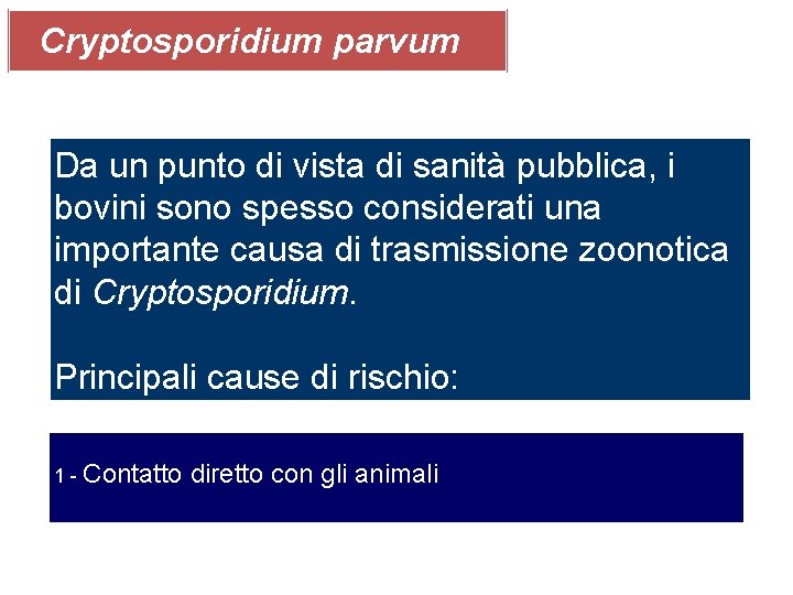 Cryptosporidium parvum Da un punto di vista di sanità pubblica, i bovini sono spesso
