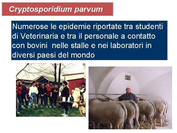 Cryptosporidium parvum Numerose le epidemie riportate tra studenti di Veterinaria e tra il personale