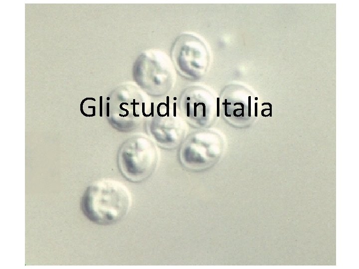 Gli studi in Italia 