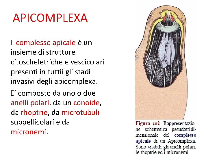 APICOMPLEXA Il complesso apicale è un insieme di strutture citoscheletriche e vescicolari presenti in