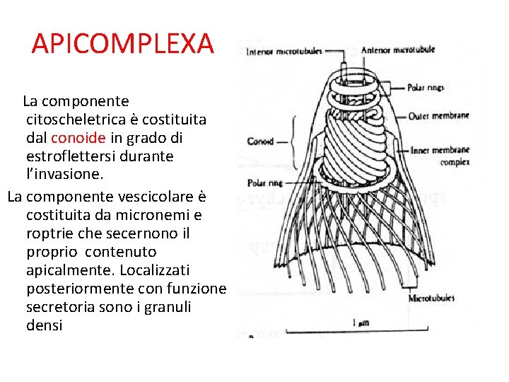 APICOMPLEXA La componente citoscheletrica è costituita dal conoide in grado di estroflettersi durante l’invasione.