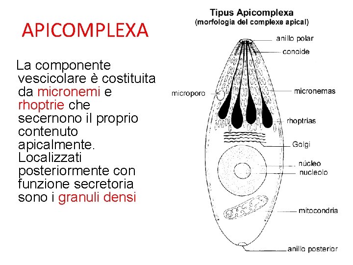 APICOMPLEXA La componente vescicolare è costituita da micronemi e rhoptrie che secernono il proprio