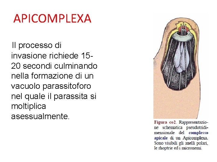 APICOMPLEXA Il processo di invasione richiede 1520 secondi culminando nella formazione di un vacuolo