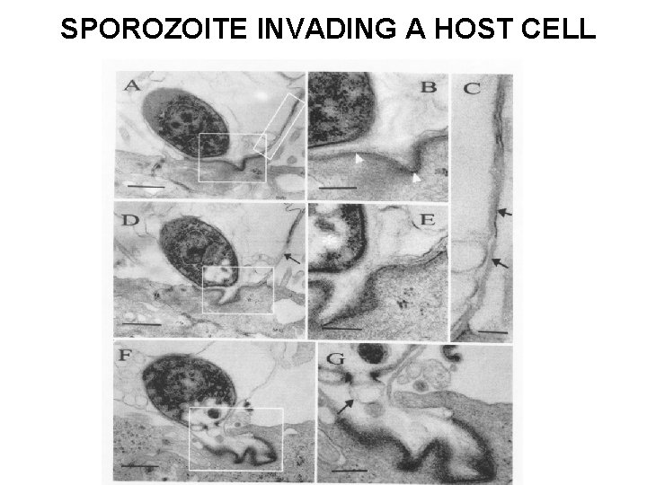 SPOROZOITE INVADING A HOST CELL 