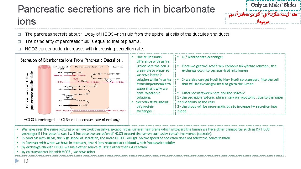 Pancreatic secretions are rich in bicarbonate ions Only in Males’ Slides ﻣﻬﻢ ، ﻫﺬﻩ