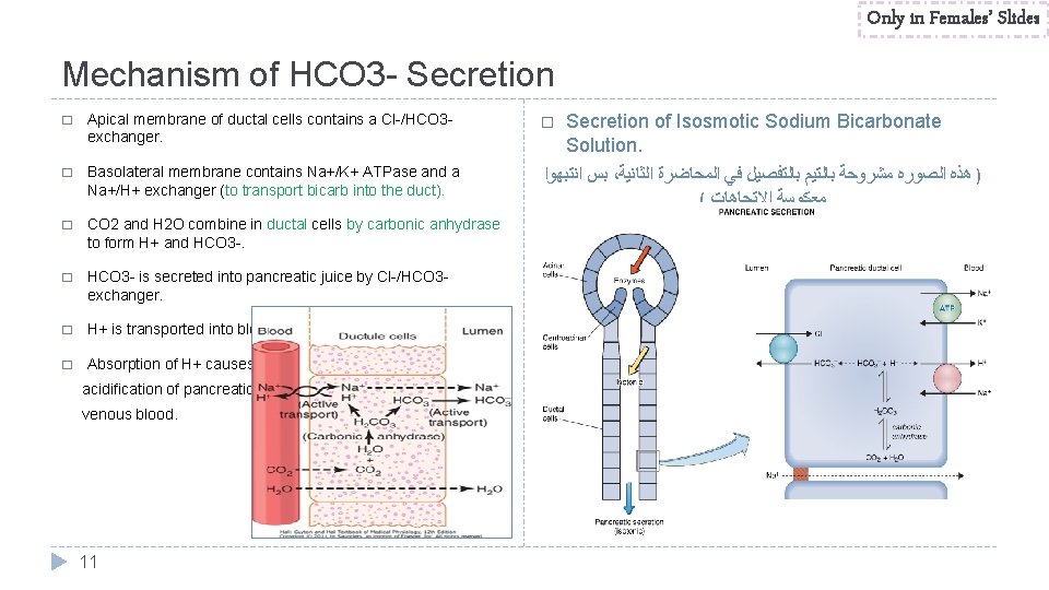 Only in Females’ Slides Mechanism of HCO 3 - Secretion � Apical membrane of
