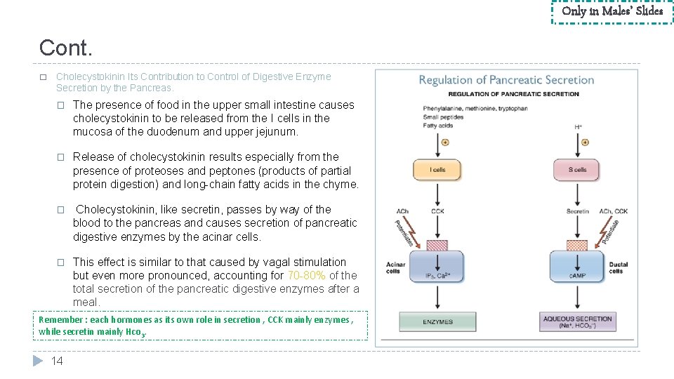 Only in Males’ Slides Cont. � Cholecystokinin Its Contribution to Control of Digestive Enzyme