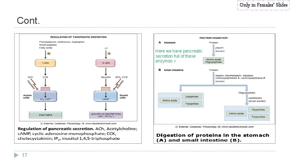 Only in Females’ Slides Cont. Here we have pancreatic secretion full of these enzymes