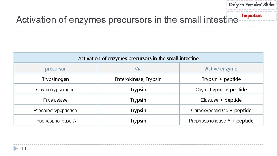 Only in Females’ Slides Activation of enzymes precursors in the small intestine Important Activation