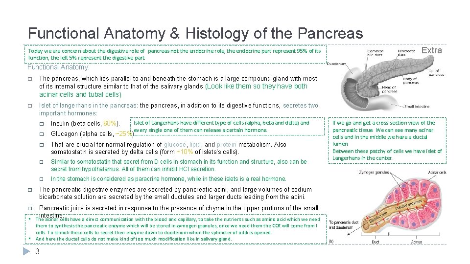 Functional Anatomy & Histology of the Pancreas Today we are concern about the digestive