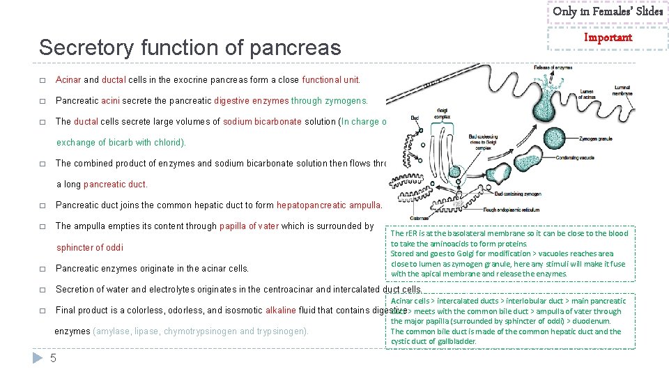 Only in Females’ Slides Important Secretory function of pancreas � Acinar and ductal cells