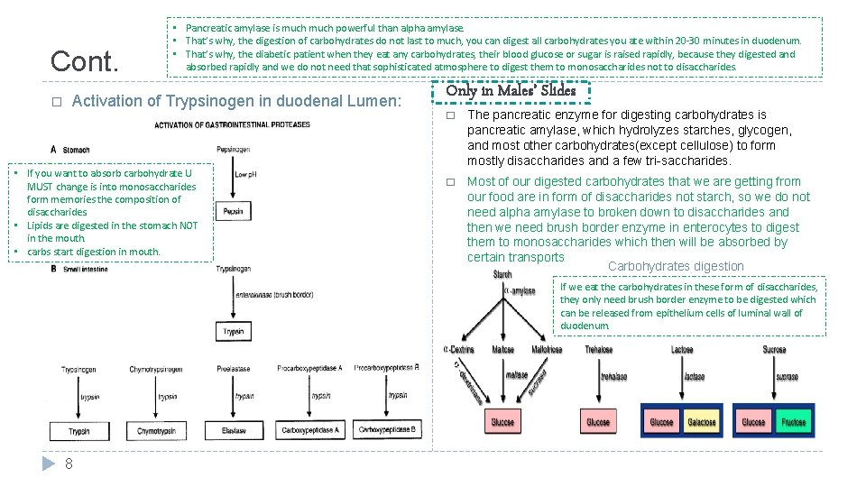 Cont. � • Pancreatic amylase is much powerful than alpha amylase. • That’s why,