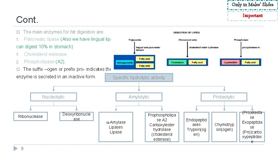 Only in Males’ Slides Important Cont. � The main enzymes for fat digestion are: