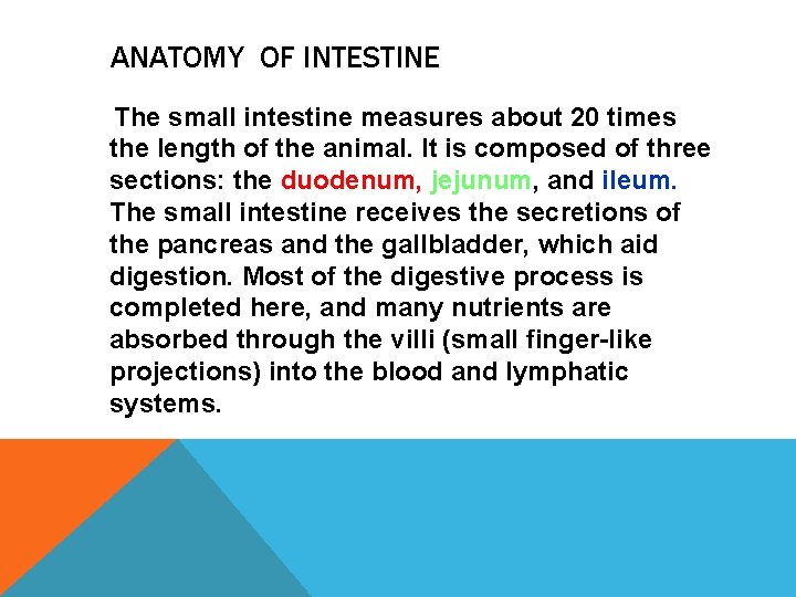 ANATOMY OF INTESTINE The small intestine measures about 20 times the length of the