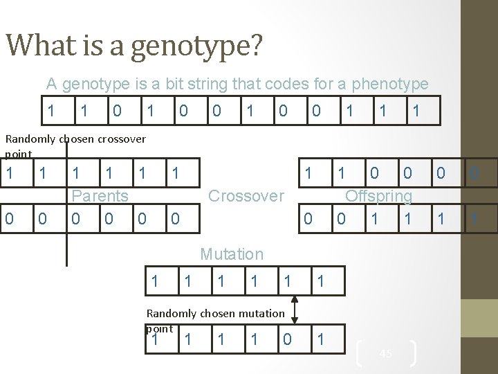 What is a genotype? A genotype is a bit string that codes for a