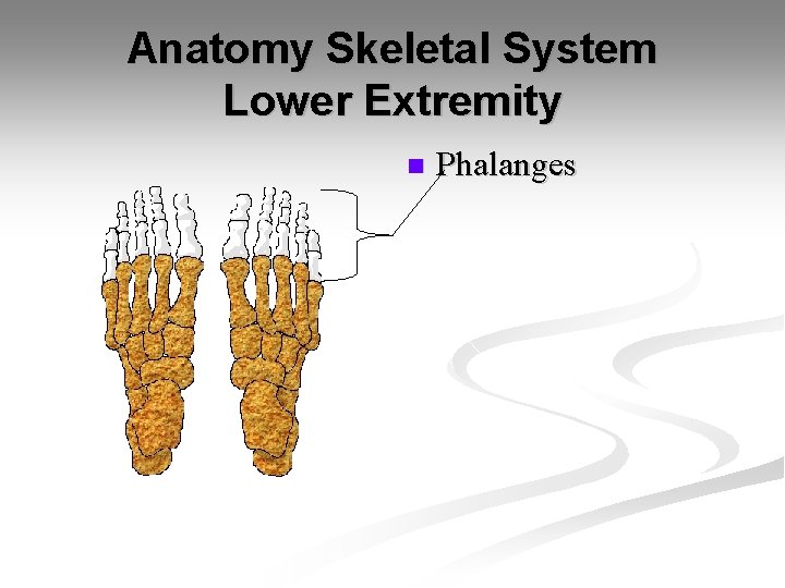Anatomy Skeletal System Lower Extremity n Phalanges 