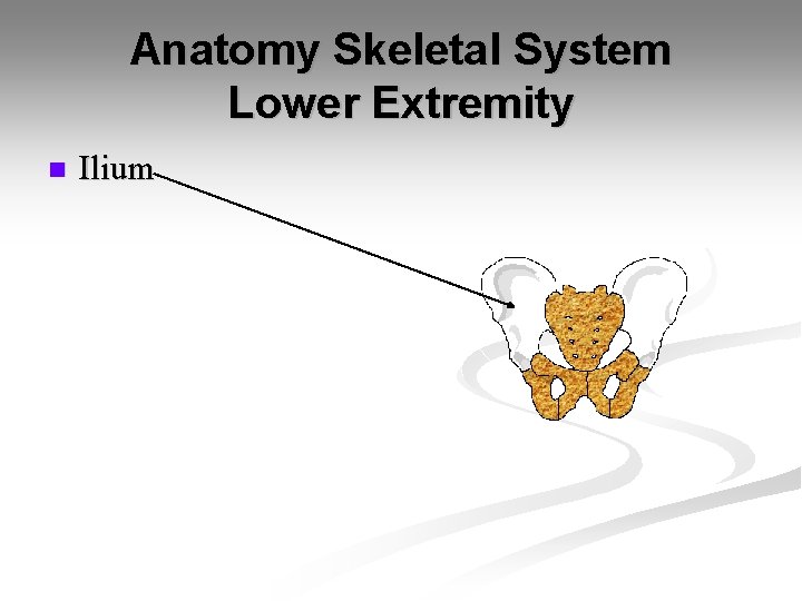 Anatomy Skeletal System Lower Extremity n Ilium 