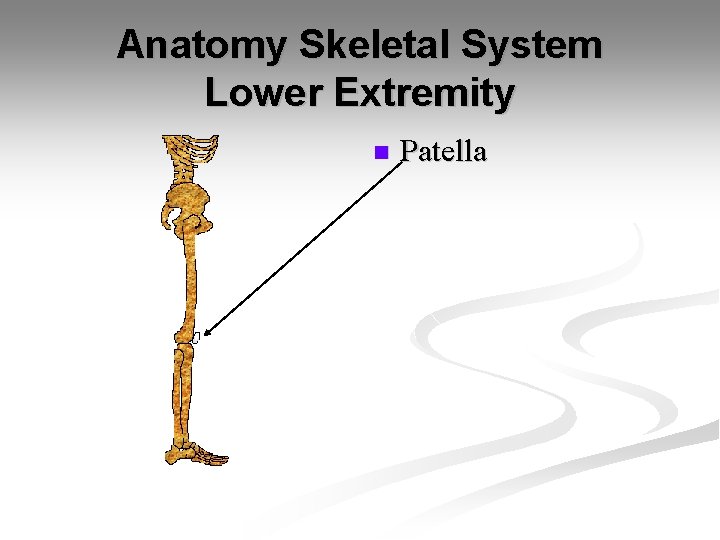 Anatomy Skeletal System Lower Extremity n Patella 