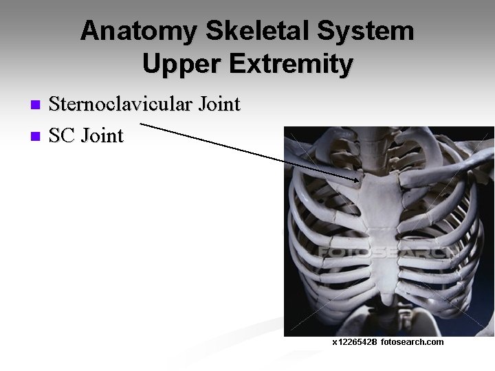 Anatomy Skeletal System Upper Extremity Sternoclavicular Joint n SC Joint n 