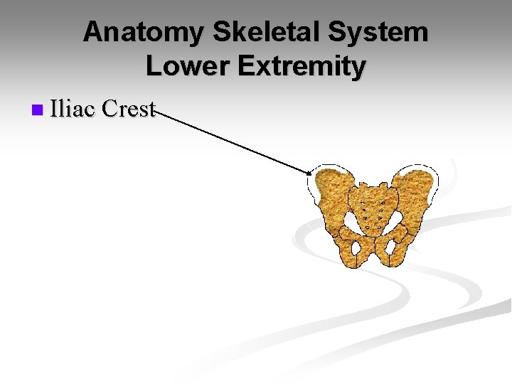 Anatomy Skeletal System Lower Extremity n Iliac Crest 