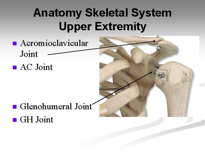 Anatomy Skeletal System Upper Extremity Acromioclavicular Joint n AC Joint n Glenohumeral Joint n