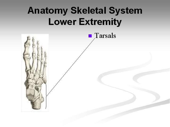 Anatomy Skeletal System Lower Extremity n Tarsals 