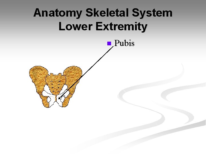 Anatomy Skeletal System Lower Extremity n Pubis 