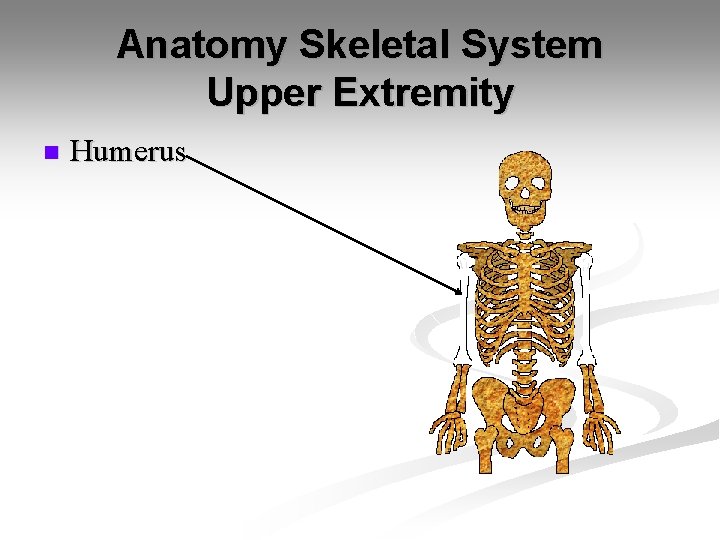 Anatomy Skeletal System Upper Extremity n Humerus 