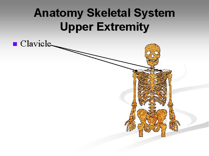 Anatomy Skeletal System Upper Extremity n Clavicle 