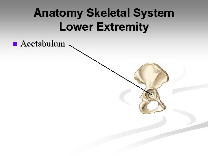 Anatomy Skeletal System Lower Extremity n Acetabulum 