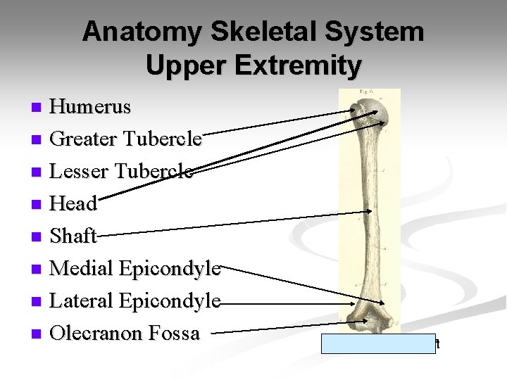 Anatomy Skeletal System Upper Extremity Humerus n Greater Tubercle n Lesser Tubercle n Head