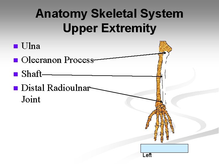Anatomy Skeletal System Upper Extremity Ulna n Olecranon Process n Shaft n Distal Radioulnar