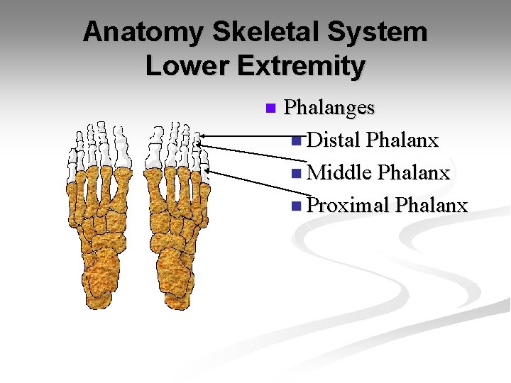Anatomy Skeletal System Lower Extremity n Phalanges n Distal Phalanx n Middle Phalanx n