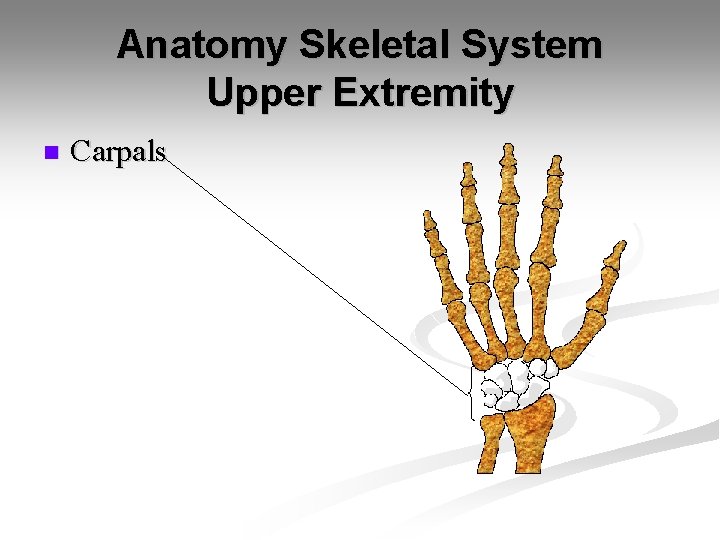 Anatomy Skeletal System Upper Extremity n Carpals 