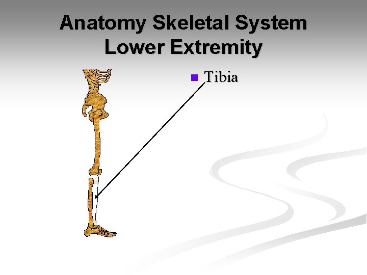 Anatomy Skeletal System Lower Extremity n Tibia 